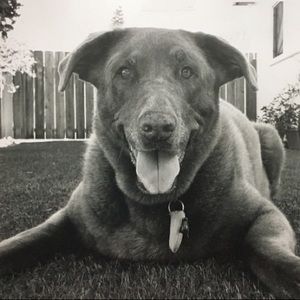 Meet your Posher, Stella